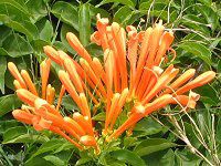 �I�����W�E�g�����y�b�g�E�o�C��(Orange trumpet Vine)