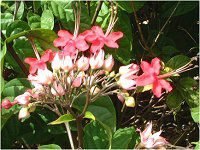 �x�j�Q���y�C�J�Y���i�g�������j