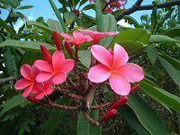 �v�������A(Plumeria)