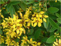 �X�v���C��I�u��S�[���h(Spray-of-gold)