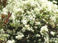 �u�[�Q���r���A(Bougainvillea)