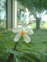 �v�������A(Plumeria)