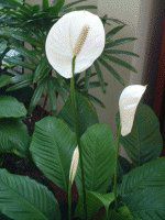 �X�p�e�B�t�B����(Spathiphyllum)
