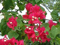 �u�[�Q���r���A(Bougainvillea)