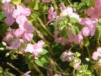 �C���p�`�F���X�iImpatiens�j