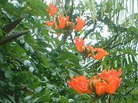�A�t���J���E�`���[���b�v�E�c���[(African-tulip-tree)