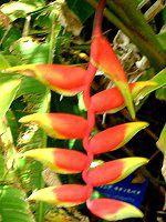 �w���R�j�A����X�g���^