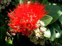 �I�q�A�E���t�A('Ohi'a Lehua)
