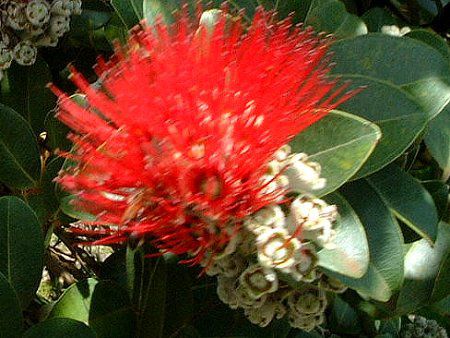 �I�q�A�E���t�A('Ohi'a Lehua)