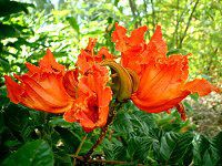 �J�G���{�N(�Ή���)