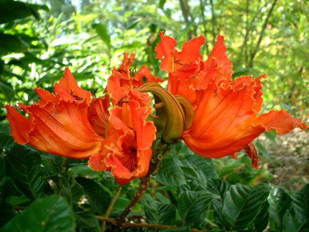 �A�t���J���E�`���[���b�v�E�c���[(African-tulip-tree)