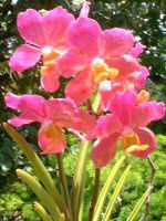 ���A�����A�I�[�L�b�h(Orchid)