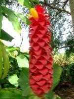 �C���h�l�V�A�� �E���b�N�X�E�W���W���[�iIndonesian wax ginger�j