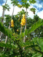 �L�����h���E�u�b�V��(Candle bush)