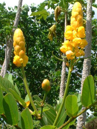 �L�����h���u�b�V��