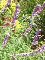 ���L�V�J���E�u�b�V���E�Z�[�W�iMexican bush sage�j