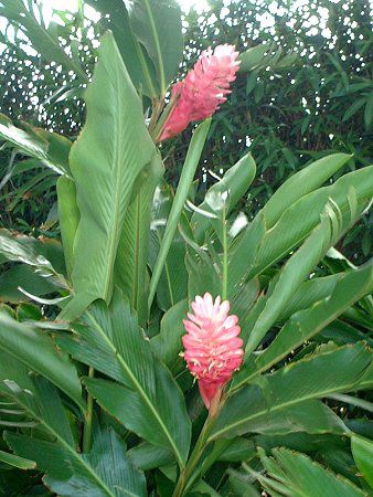 �s���N��W���W���[(Pink ginger)