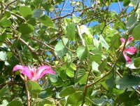 �I�[�L�b�h�c���[(Orchid_Tree)