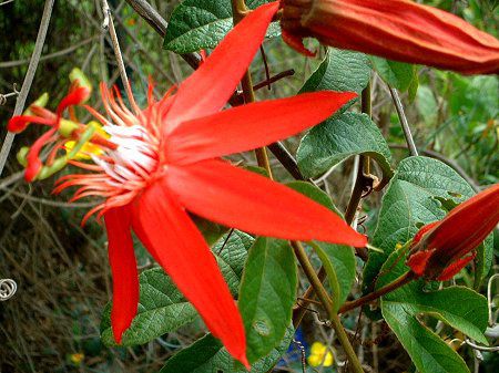 �p�b�V�t���� �E�R�N�V�l�A�iPassiflora coccinea�j