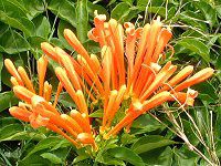 �I�����W�E�g�����y�b�g�o�C���iOrange trumpet vine�j