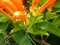 �I�����W�E�g�����y�b�g�E�o�C��
