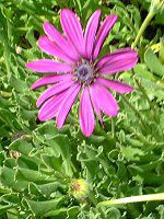 �I�X�e�I�X�y���}��(Osteospermum)