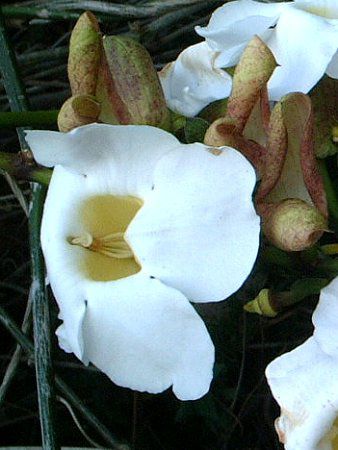 �}���f�r��(Mandevilla)
