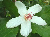 �n�C�r�X�J�X(Hibiscus)