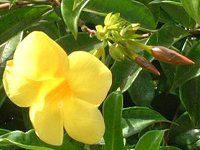 �A���}���_�iAllamanda�j