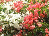 �u�[�Q���r���A(Bougainvillea)