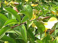 �A���}���_(Allamanda)