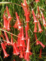 �R�[�����E�v�����g(Coral plant)