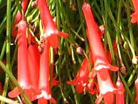 �R�[�����E�v�����g(Coral plant)
