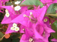�u�[�Q���r���A(Bougainvillea)