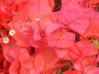 �u�[�Q���r���A(Bougainvillea)