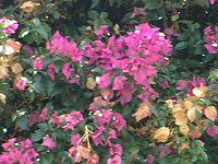 �u�[�Q���r���A(Bougainvillea)