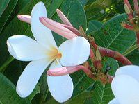 �v�������A(Plumeria)