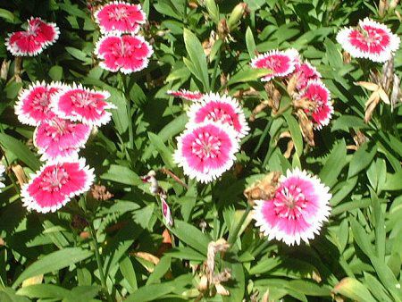 �_�C�A���T�X�iDianthus�j