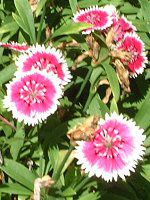 �_�C�A���T�X(Dianthus)