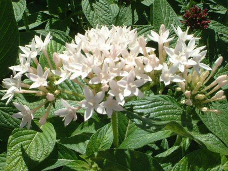 �y���^�X (Pentas)