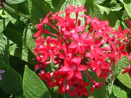 �y���^�X (Pentas)