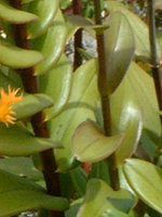 �G�s�f���h����(Epidendrum)