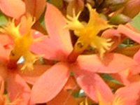 �G�s�f���h����(Epidendrum)