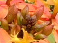 �G�s�f���h����(Epidendrum)