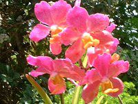 �J�g���A (Cattleya)