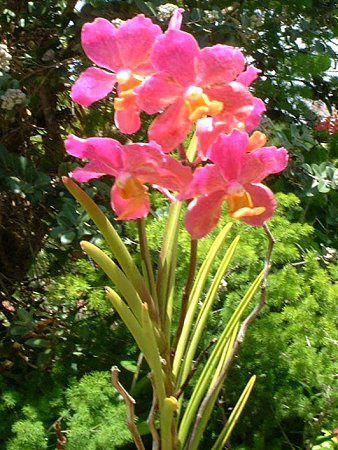 �o���_(Vanda)