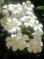 �v�������A(Plumeria)