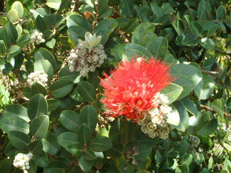�I�q�A�E���t�A('Ohi'a Lehua)