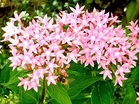 �y���^�X (Pentas)