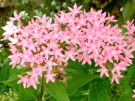 �y���^�X (Pentas)